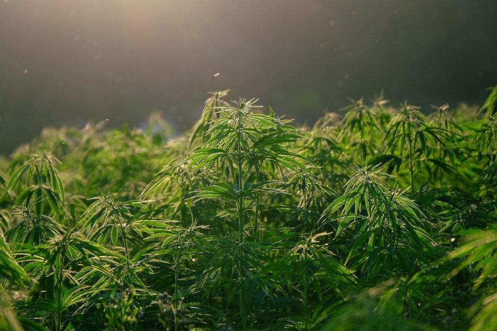 hemp, plant, cannabis
