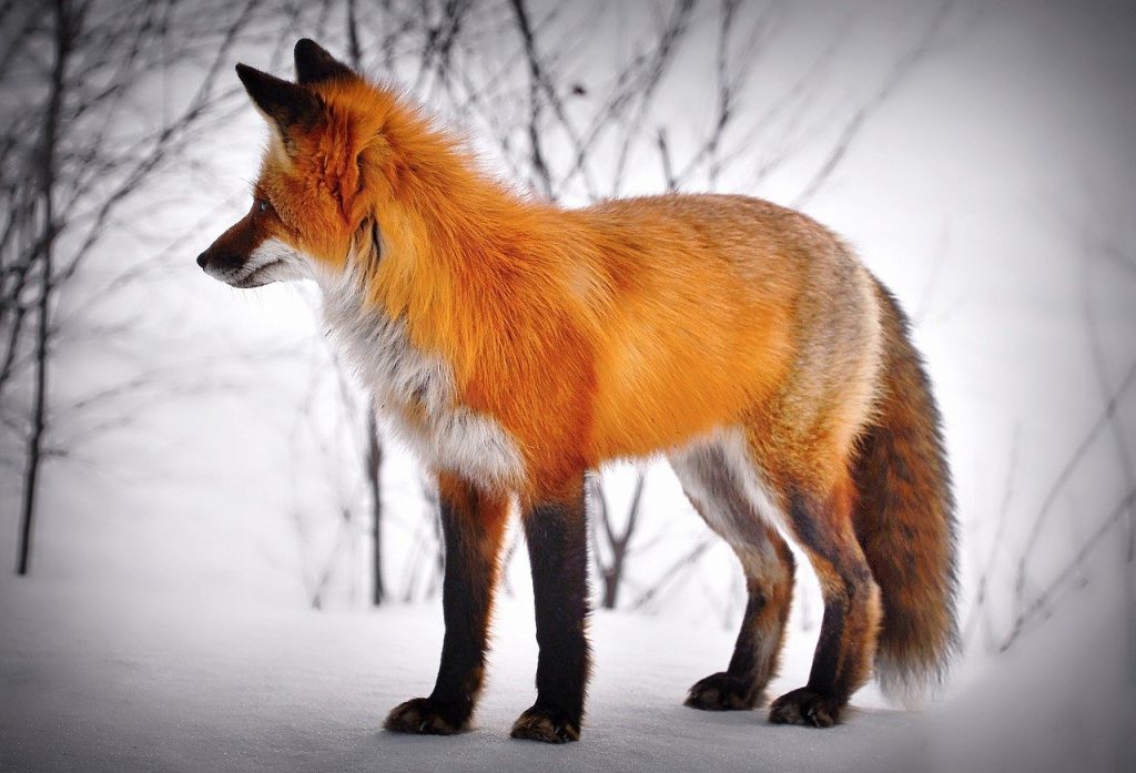 fox, animal, snow