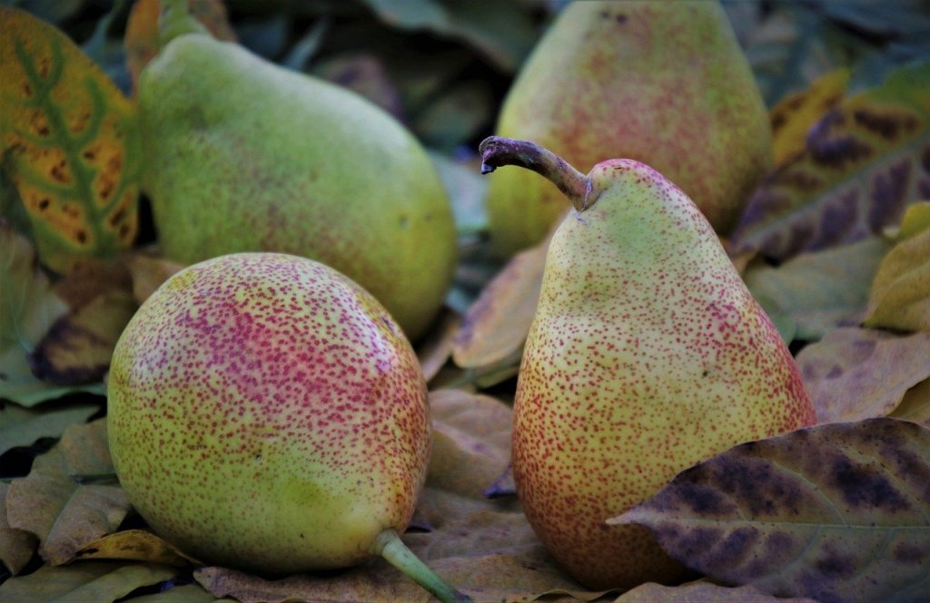 pears, fruit, foliage