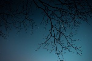 branch, tree, stars