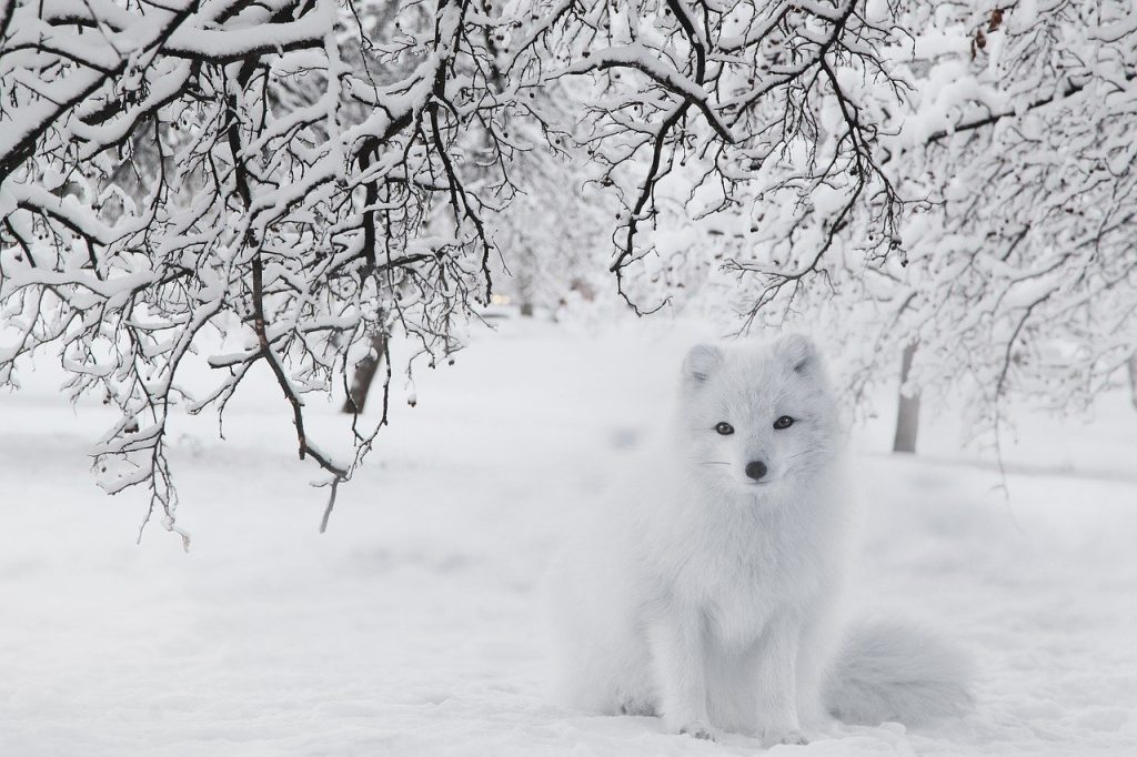 fox, snow, forest