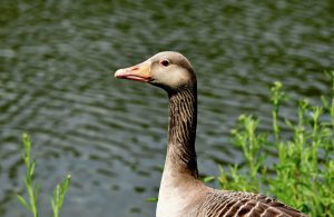 goose, greylag goose, bird