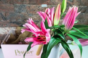 lily, lily flowers, pink lilies