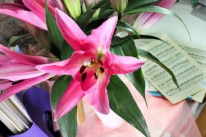 lily, lily flowers, pink lilies