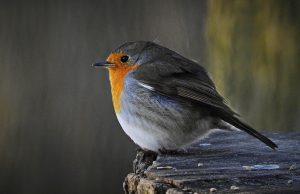 robin, bird, perched