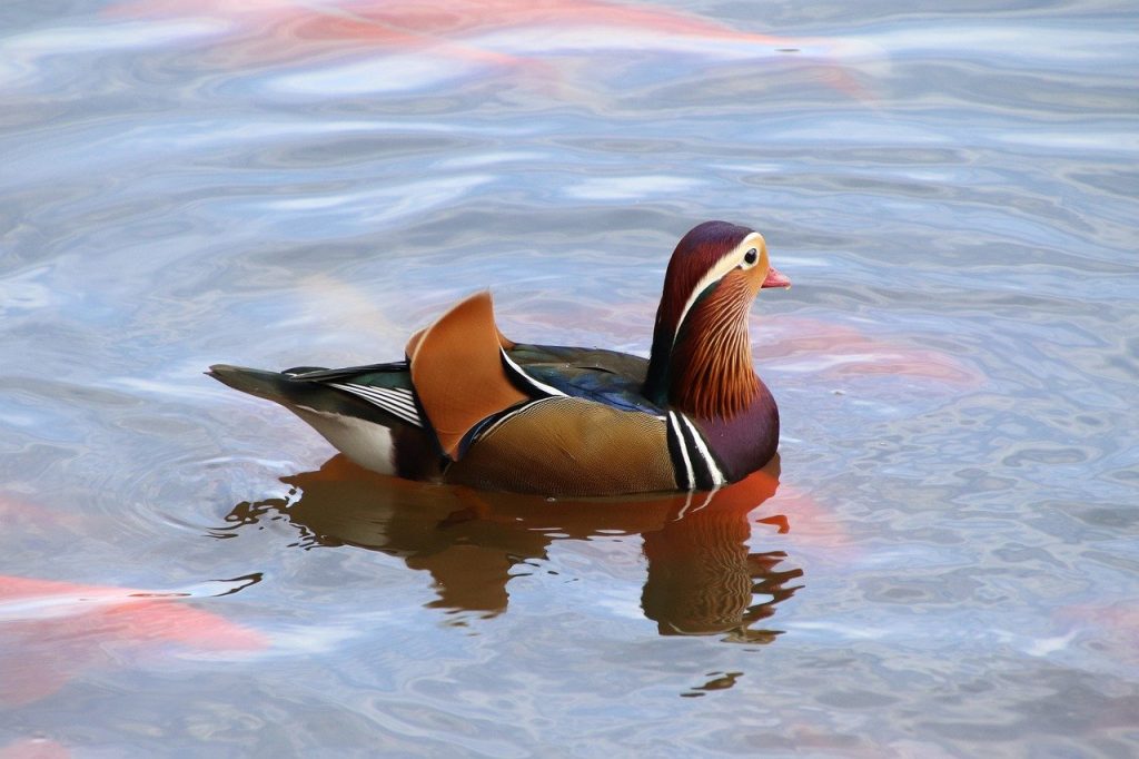 mandarin duck, bird, pond