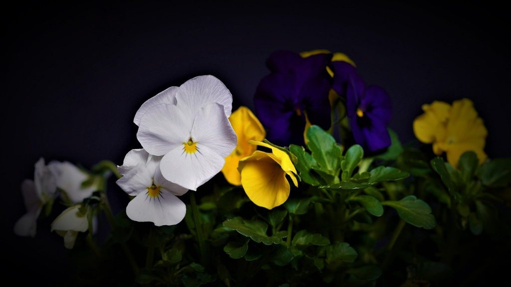 pansy, flowers, plant