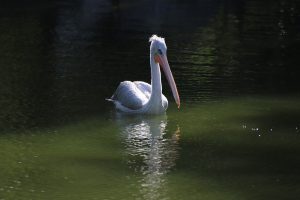 pelican, bird, pond