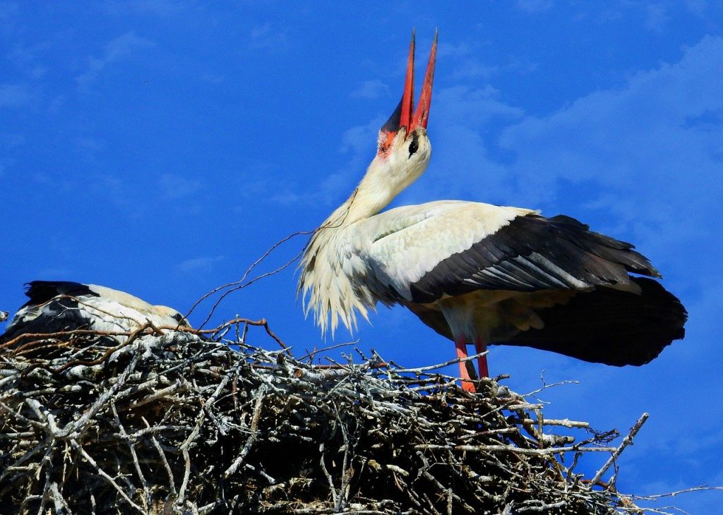 stork, bird, nest