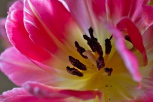 tulip, flower, pollen