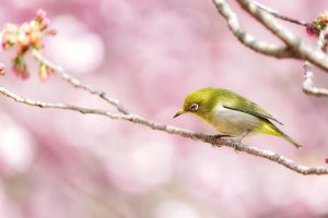 japanese white-eye, bird, branch