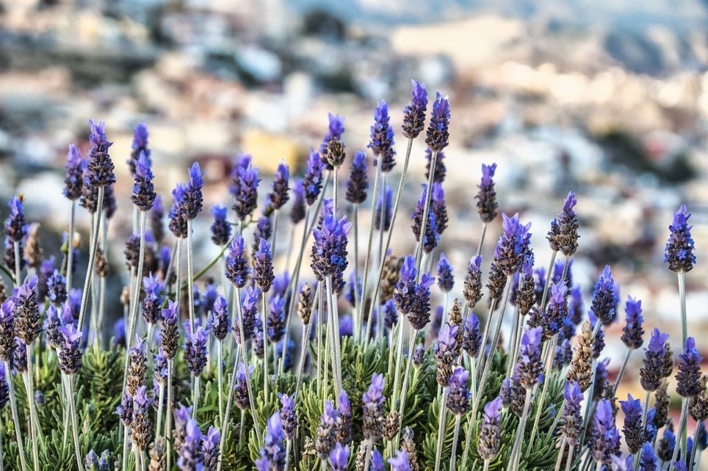 lavenders, flowers, nature