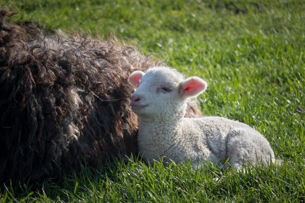 sheep, lamb, wool