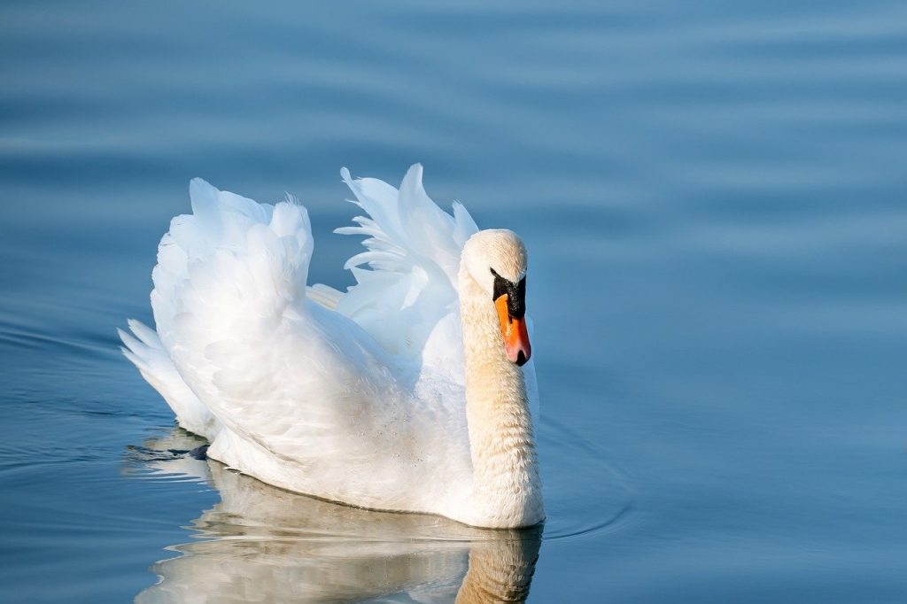 swan, bird, lake