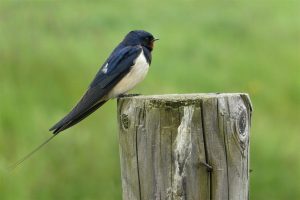 barn swallow, bird, songbird
