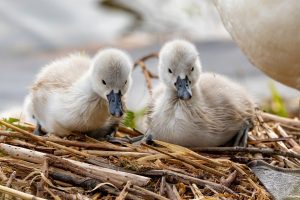 cygnets, swans, nest
