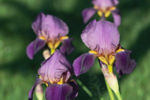 irises, iris flowers, purple flowers