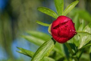 peony, bud, red flower