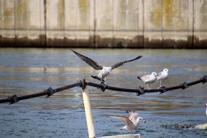 seagulls, birds, river