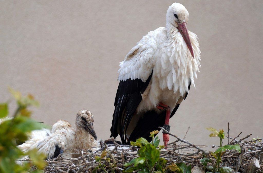 storks, white storks, nest