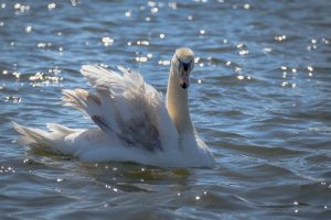 swan, young swan, water