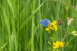 common blue butterfly, butterfly, flowers