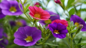 petunias, flowers, flowering plant