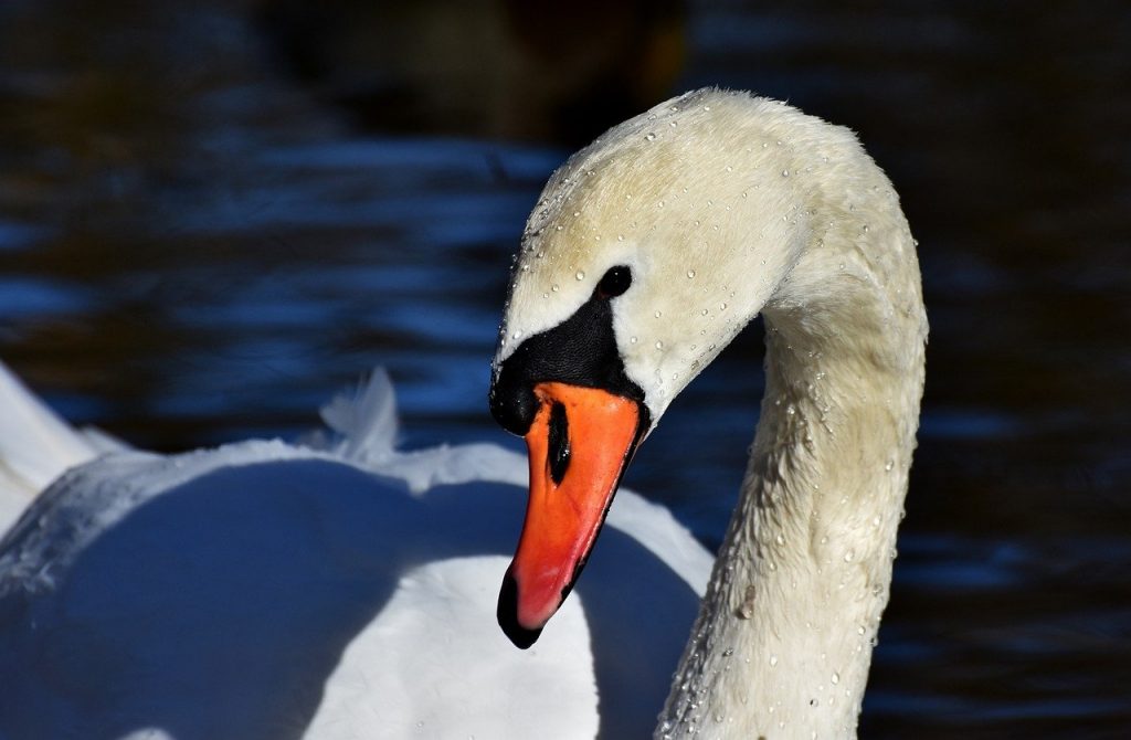 swan, bird, animal