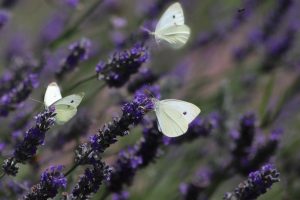 butterflies, lavender, white