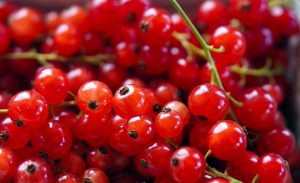 currants, berries, fruits