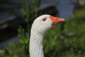 goose, white goose, bird