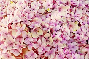 hydrangea, flowers, pink hydrangea