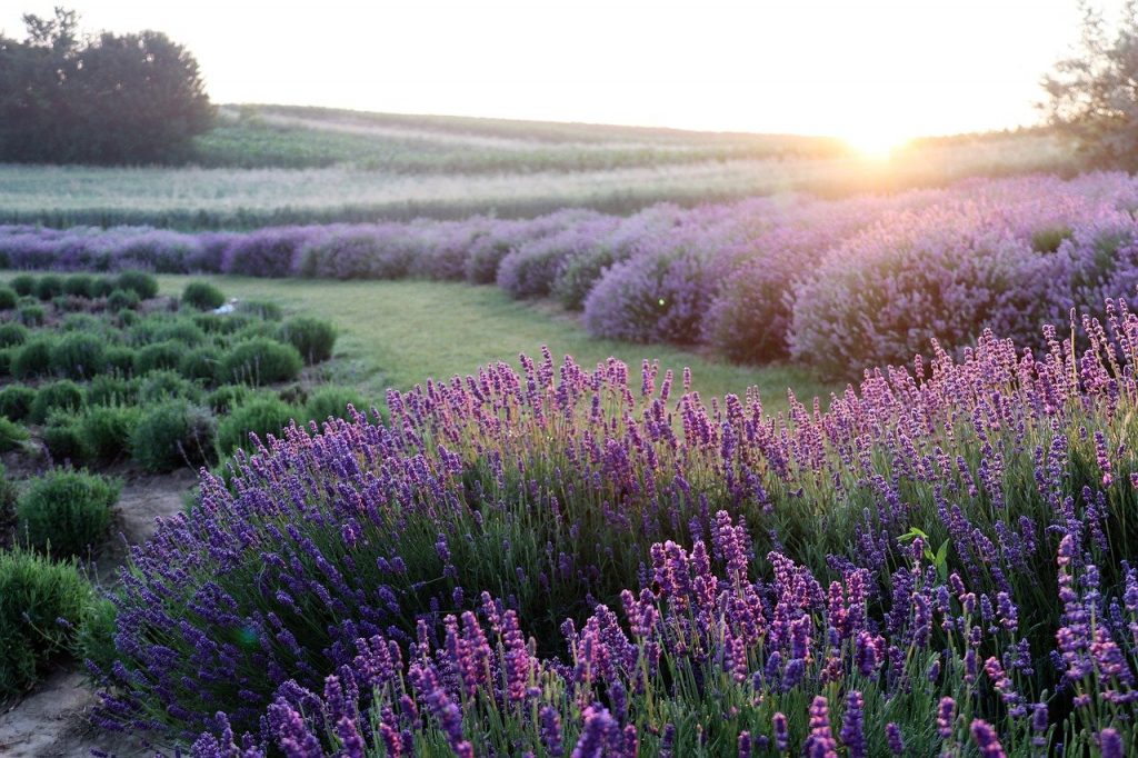 lavender, flowers, field