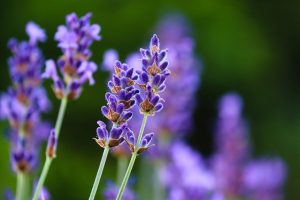 lavenders, flowers, purple flowers