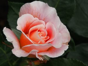 rose, marie height, apricot colors