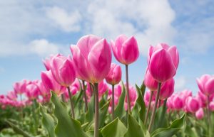 tulips, flowers, field