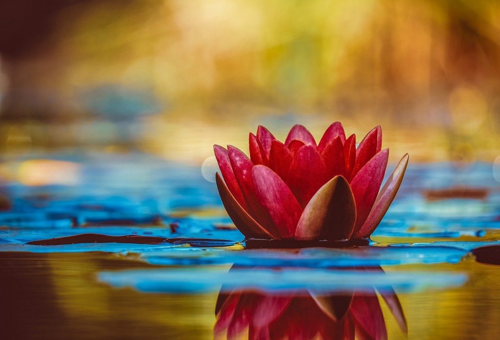 water lily, flower, botany