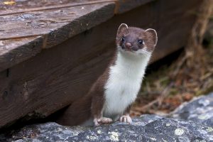 weasel, fur, whiskers