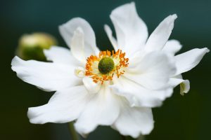 anemone, flower, white flower