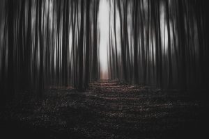forest, dark, magic