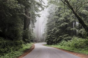 redwood national park, forest, foggy