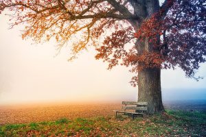 tree, park bench, autumn