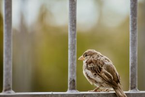 sparrow, bird, animal