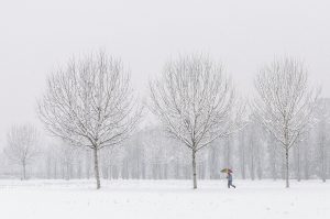 trees, nature, winter
