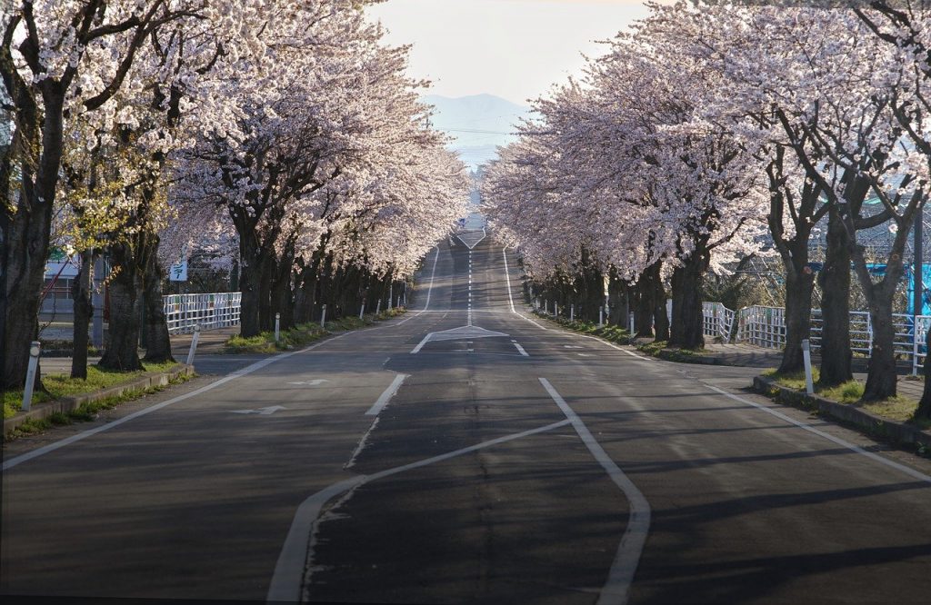 cherry blossoms, road, japan