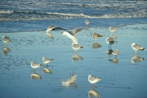 birds, gulls, beach