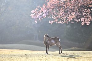 deer, cherry blossoms, fog