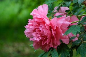 flower, peony, blossom