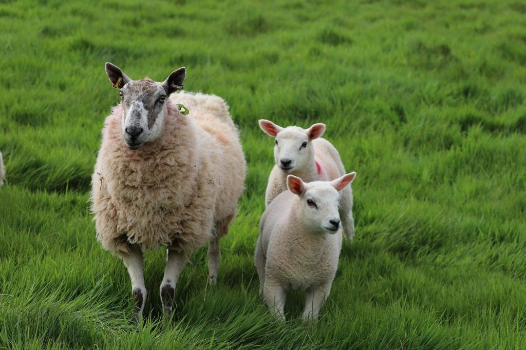 sheep, lambs, rural