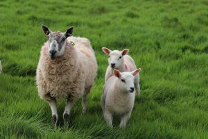 sheep, lambs, rural
